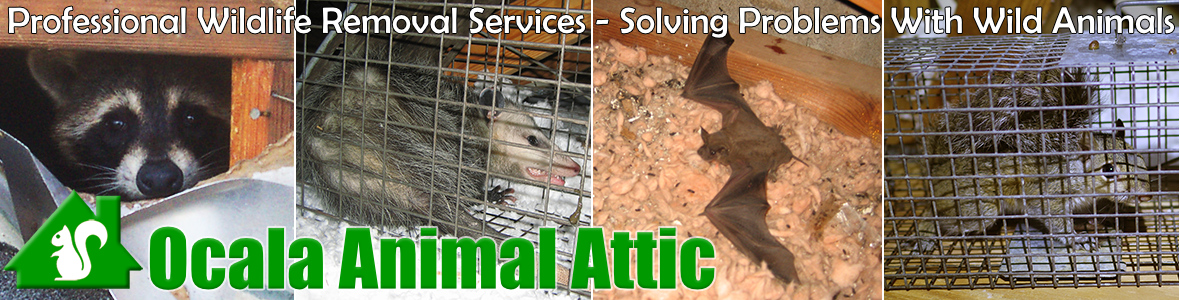 Ocala Animal Attic